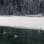 Die Schwäne am Jägersee im Winter