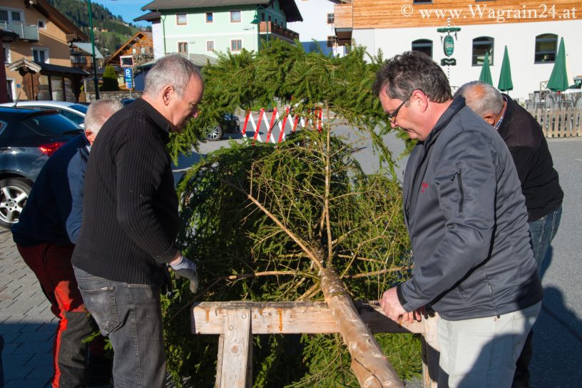 Einrichten Wipfel des Maibaum 2015 in Wagrain