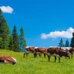 Wagrainis Grafenberg Kühe auf der Weide