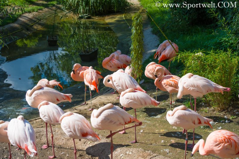 Flamingos im Zoo Salzburg Hellbrunn