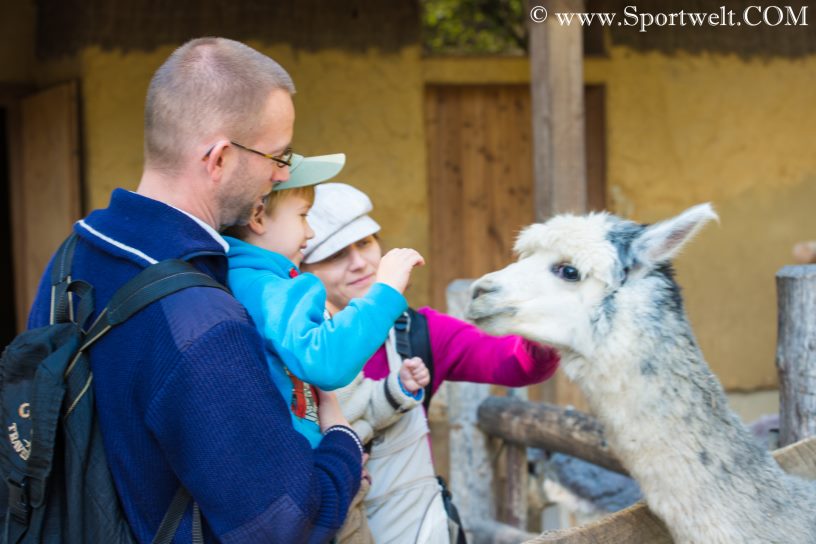 Alpaka mit Besucher im Zoo Salzburg