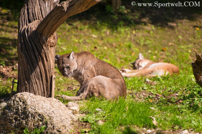 Puma - Silberlöwe im Zoo Salzburg