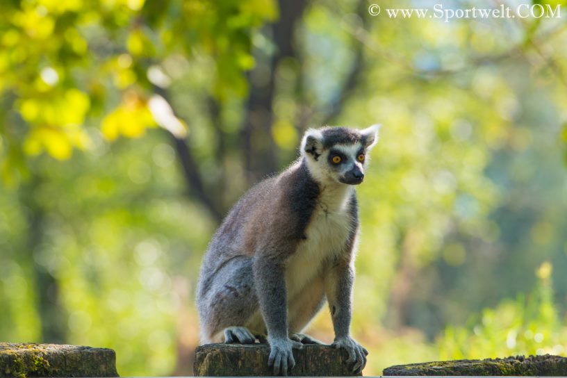 Katta - Lemur im Zoo Salzburg Hellbrunn