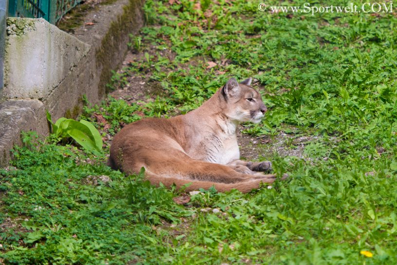 Puma im Salzburger Zoo