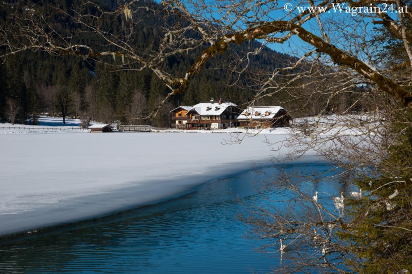 Schwäne mit Blick zum Gasthof Jägersee Wagrain-Kleinarl