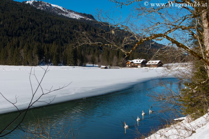 Blick über den Jägersee mit Schwänen im Winter