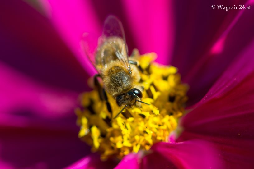 Biene im Garten beim Unterwimmhof