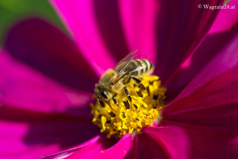 Biene in Blüte - Garten beim Unterwimmhof