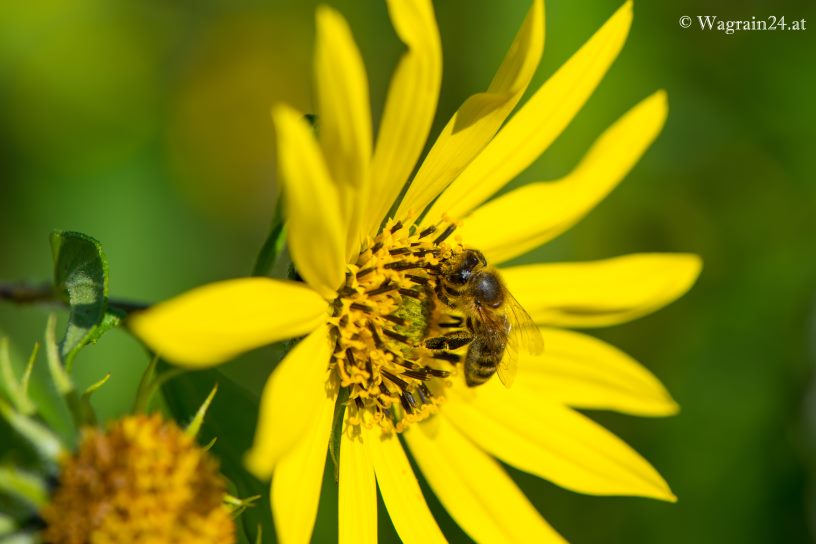 Gartenblume mit Biene beim Unterwimmhof