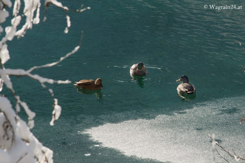 Winterfoto - Enten am Jägersee