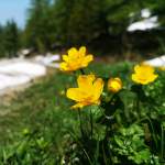 Blumen am Grafenberg Sommer-Saisonstart