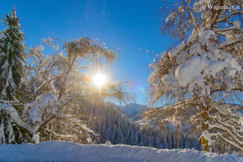 Winterfoto Wagrain - Verschneite Bäume